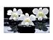 Симпл фотопечать стол обеденный раскладной / орхидея на черных камнях/бетон белый/белый